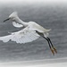 Snowy Egret Coming in for a Landing by markandlinda