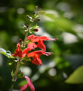 9th Jul 2015 - Another Red Flower