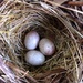 Bird Nest by whiteswan