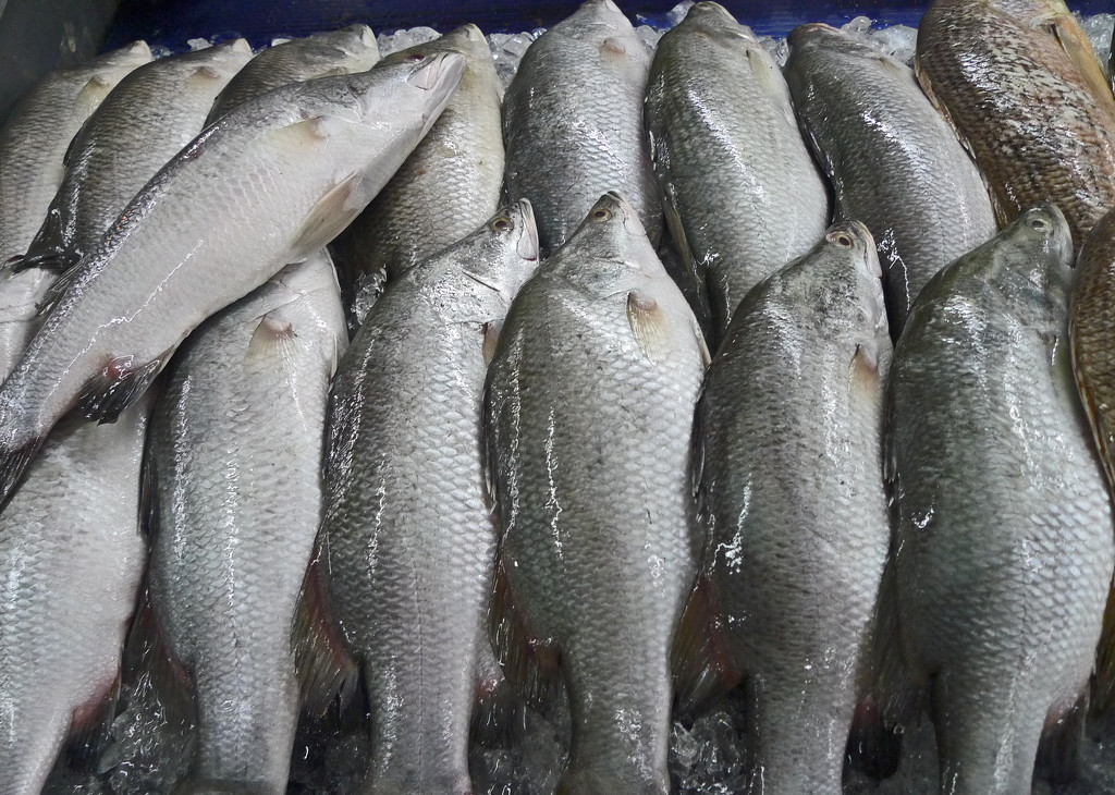 Pick your fish Kuala Perlis by ianjb21