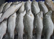 12th Jun 2015 - Pick your fish Kuala Perlis