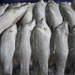 Pick your fish Kuala Perlis by ianjb21