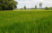 15th Jun 2015 - Rice ripening Kedah