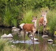 10th Jul 2015 - Red deer fawns....
