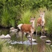 Red deer fawns.... by shepherdmanswife