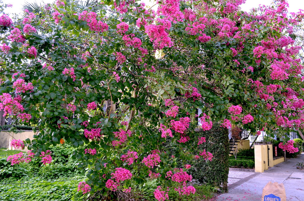Crepe Myrtle, historic district, Charleston, SC by congaree
