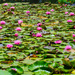 NEW Theme - WATER - #5 in COLOUR! by gigiflower