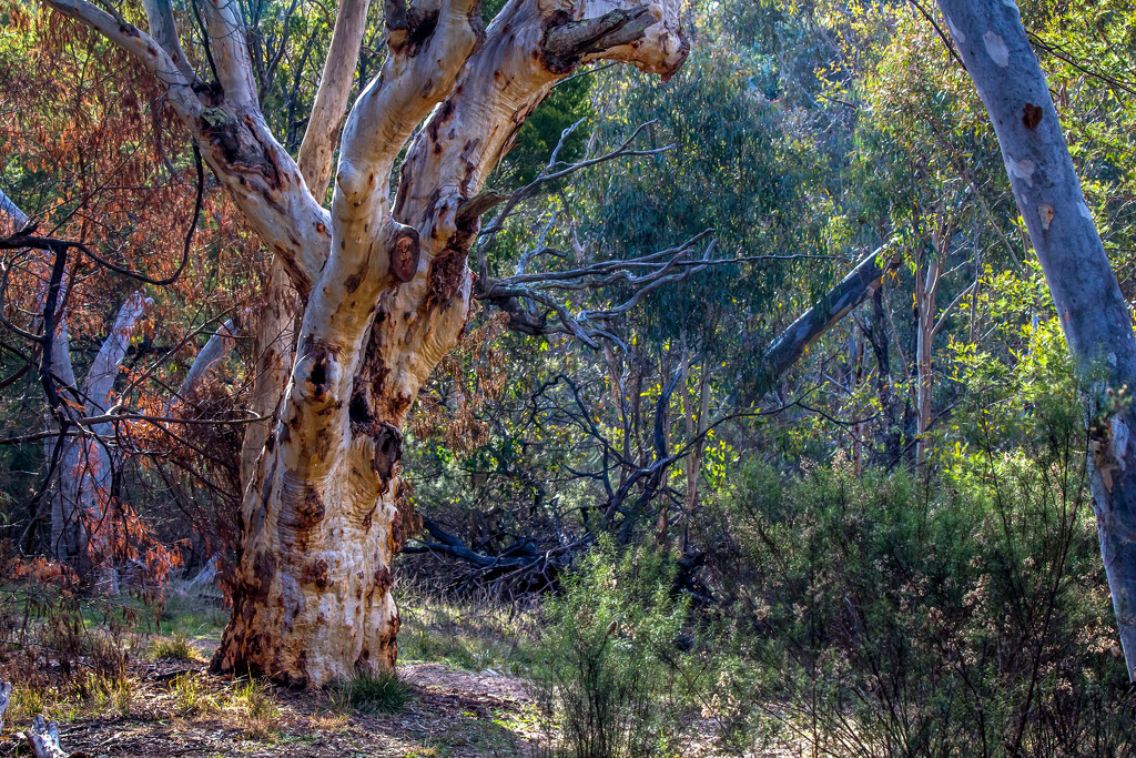 The gum tree by pusspup