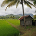 Rice Padi after the rain Perlis by ianjb21