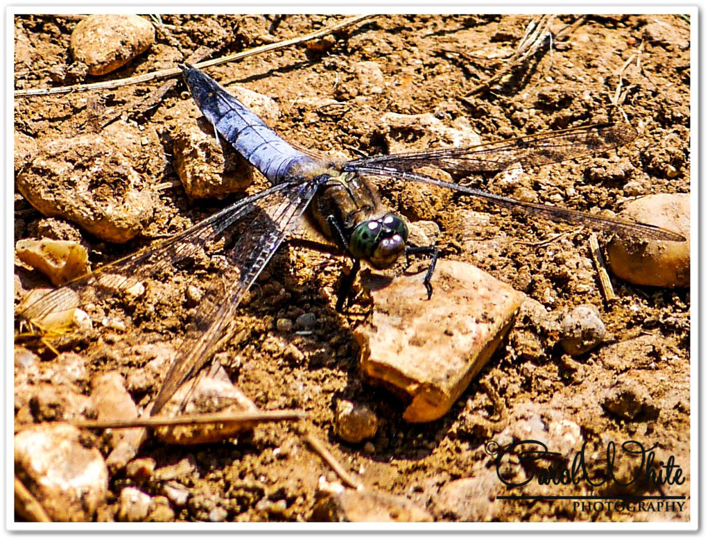 Black-tailed Skimmer Dragonfly by carolmw