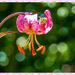 Floral Bokeh And Hoverfly by carolmw