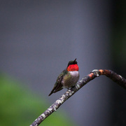 10th Jul 2015 - Rainy day flash