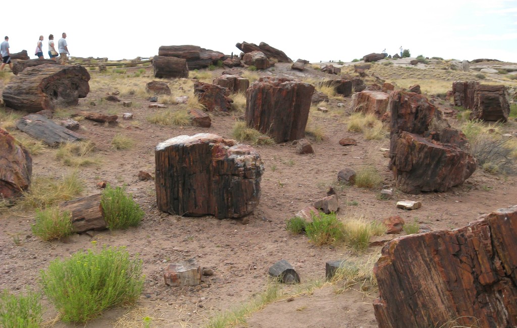 Petrified Forest National Park by mittens
