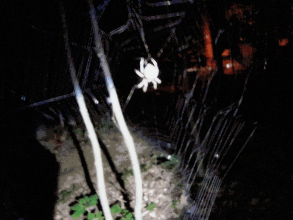 Spider by mcsiegle