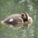 Duckling by philhendry