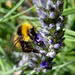 Bumblebee by arkensiel