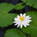 Water lily DSC_4785 by merrelyn