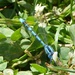  Common Blue Damselfly by susiemc