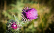7th Jul 2015 - The thistles are out........