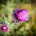 The thistles are out........ by susie1205