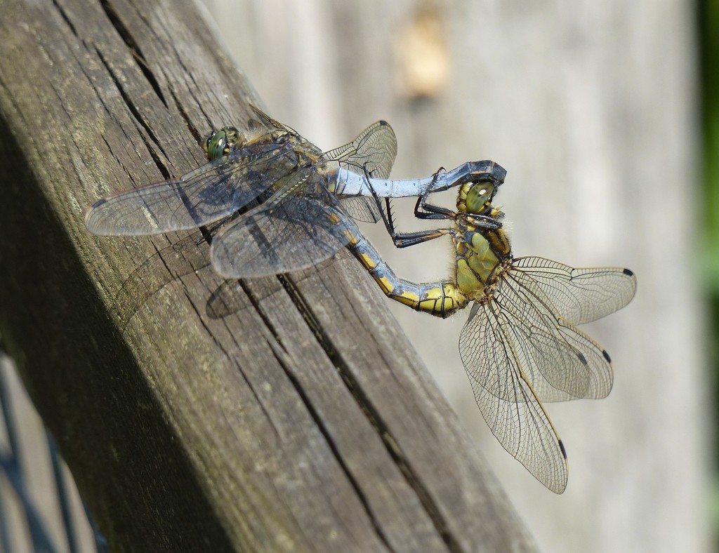  Dragonflies Mating by susiemc