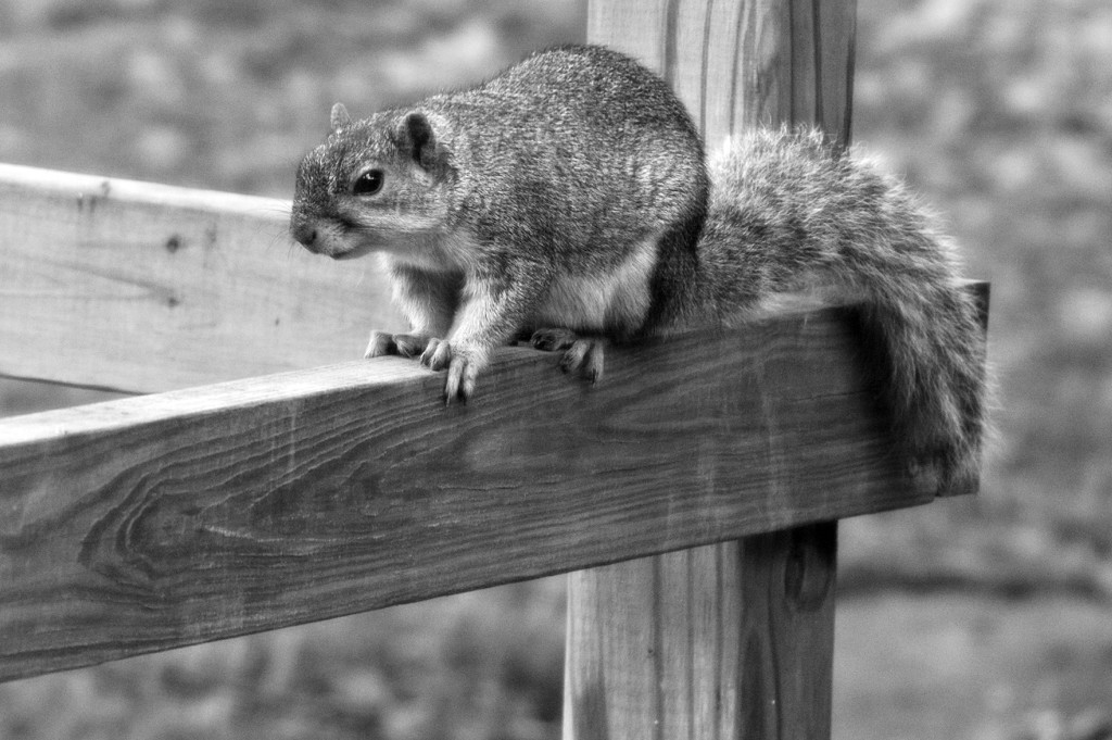 Squirrels Cooperate Better by mej2011