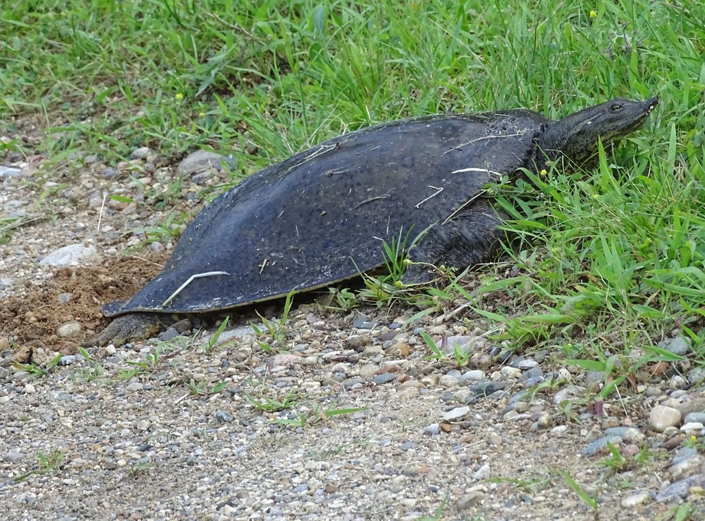 Spiny Softshell Turtle Laying Eggs by annepann