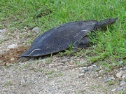 11th Jul 2015 - Spiny Softshell Turtle Laying Eggs