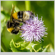 10th Jul 2015 - Worker Bee