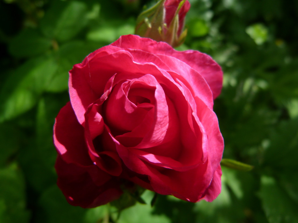 Pink Rose.  by shirleybankfarm