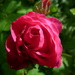 Pink Rose.  by shirleybankfarm