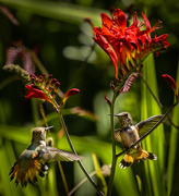 10th Jul 2015 - Hummingbird Territorial Dispute 