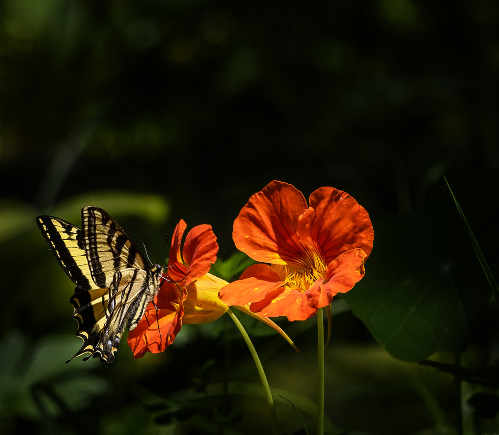 Butterfly Perched on Nasturtium by jgpittenger