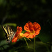 Butterfly Perched on Nasturtium by jgpittenger