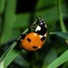Ladybird by barrowlane