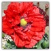 Red Poppy  by beryl