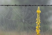11th Jul 2015 - Web, Wire, Weed