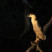 Black-crowned Night-Heron by shesnapped