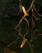 10th Jul 2015 - Black-crowned Night Heron reflection