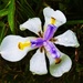 Wild Fairy Iris... by happysnaps