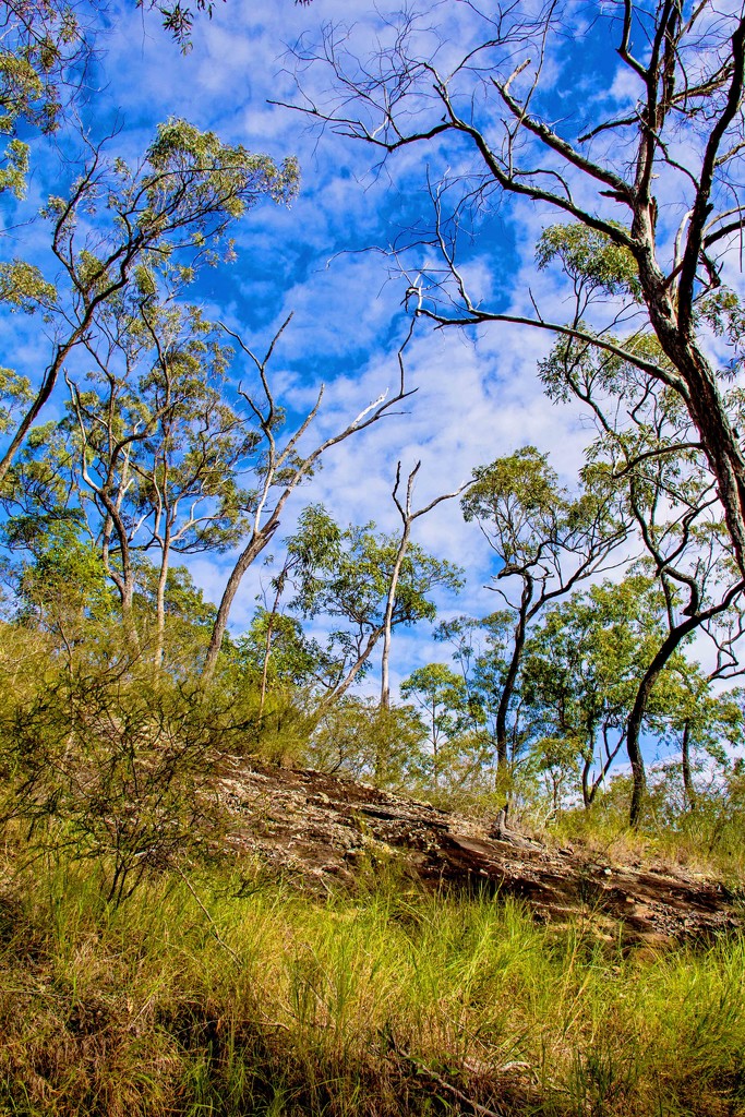Blue sky dreaming by corymbia