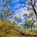 Blue sky dreaming by corymbia