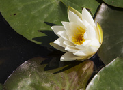 11th Jul 2015 - Waterlily (obviously!) 