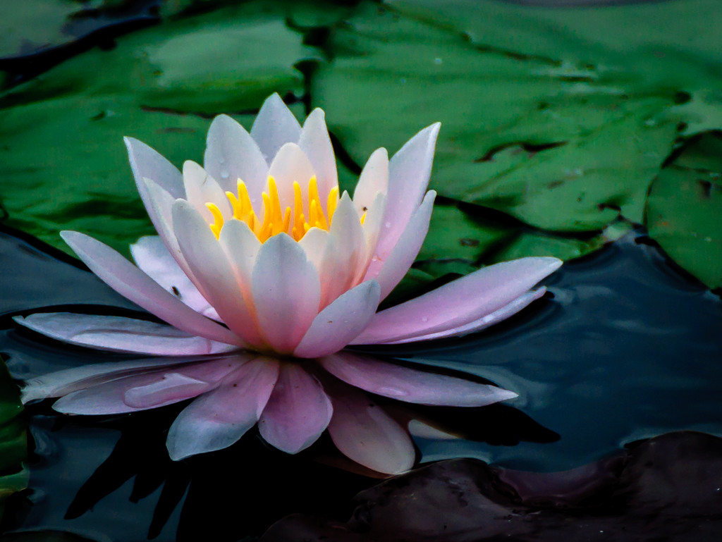 Water Lily by joansmor