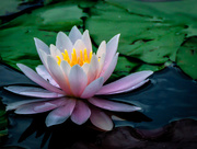 10th Jul 2015 - Water Lily