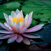 Water Lily by joansmor