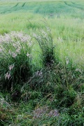 4th Jul 2015 - Grass and Barley