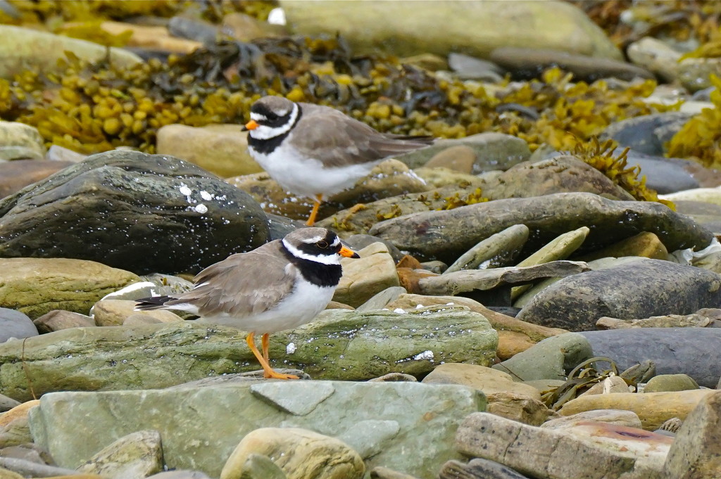 RINGED PLOVERS by markp