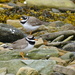 RINGED PLOVERS by markp