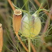 Seed heads by flowerfairyann